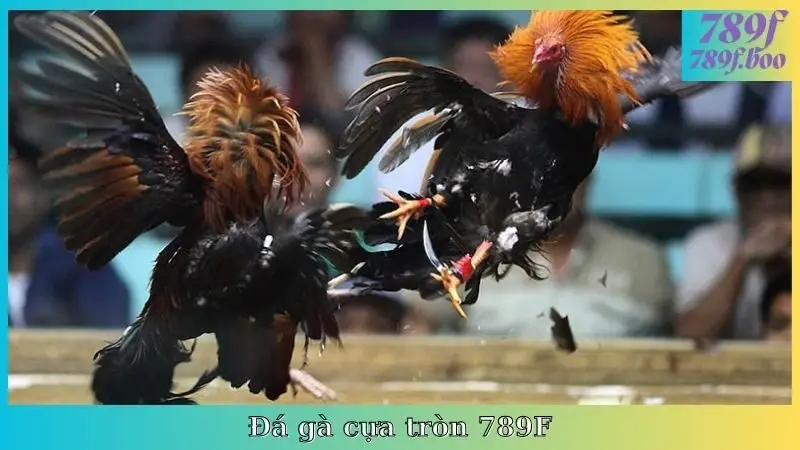 Đá Gà Cựa Tròn