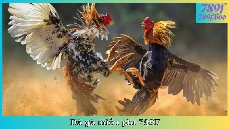 Đá Gà Miễn Phí