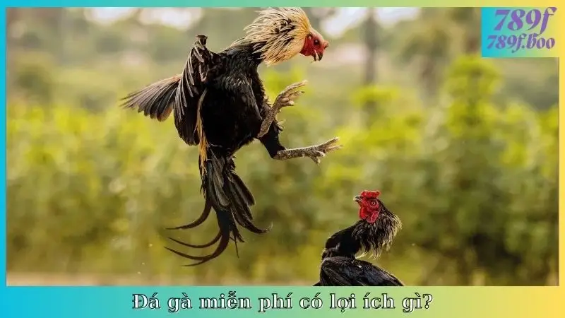 Đá gà miễn phí có lợi ích gì?