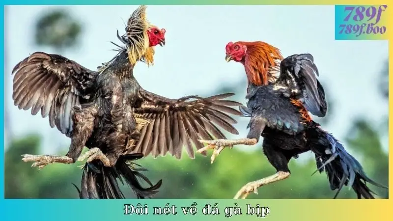 Đôi nét về đá gà bịp