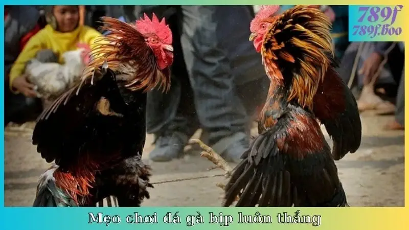 Mẹo chơi đá gà bịp luôn thắng