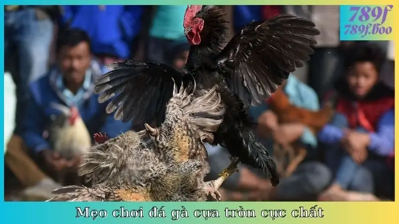 Mẹo chơi đá gà cựa tròn cực chất