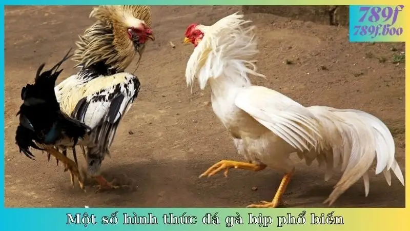 Một số hình thức đá gà bịp phổ biến