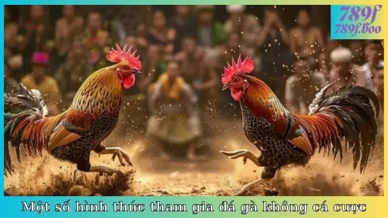 Một số hình thức tham gia đá gà không cá cược