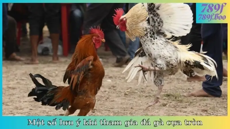 Một số lưu ý khi tham gia đá gà cựa tròn