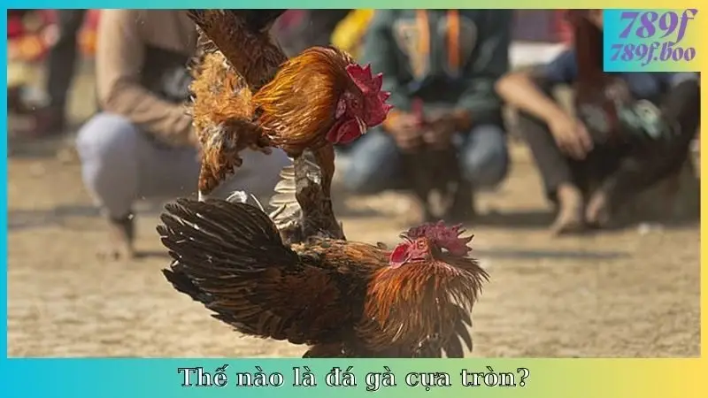 Thế nào là đá gà cựa tròn?