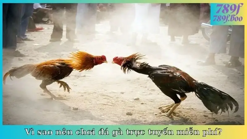 Vì sao nên chơi đá gà trực tuyến miễn phí?